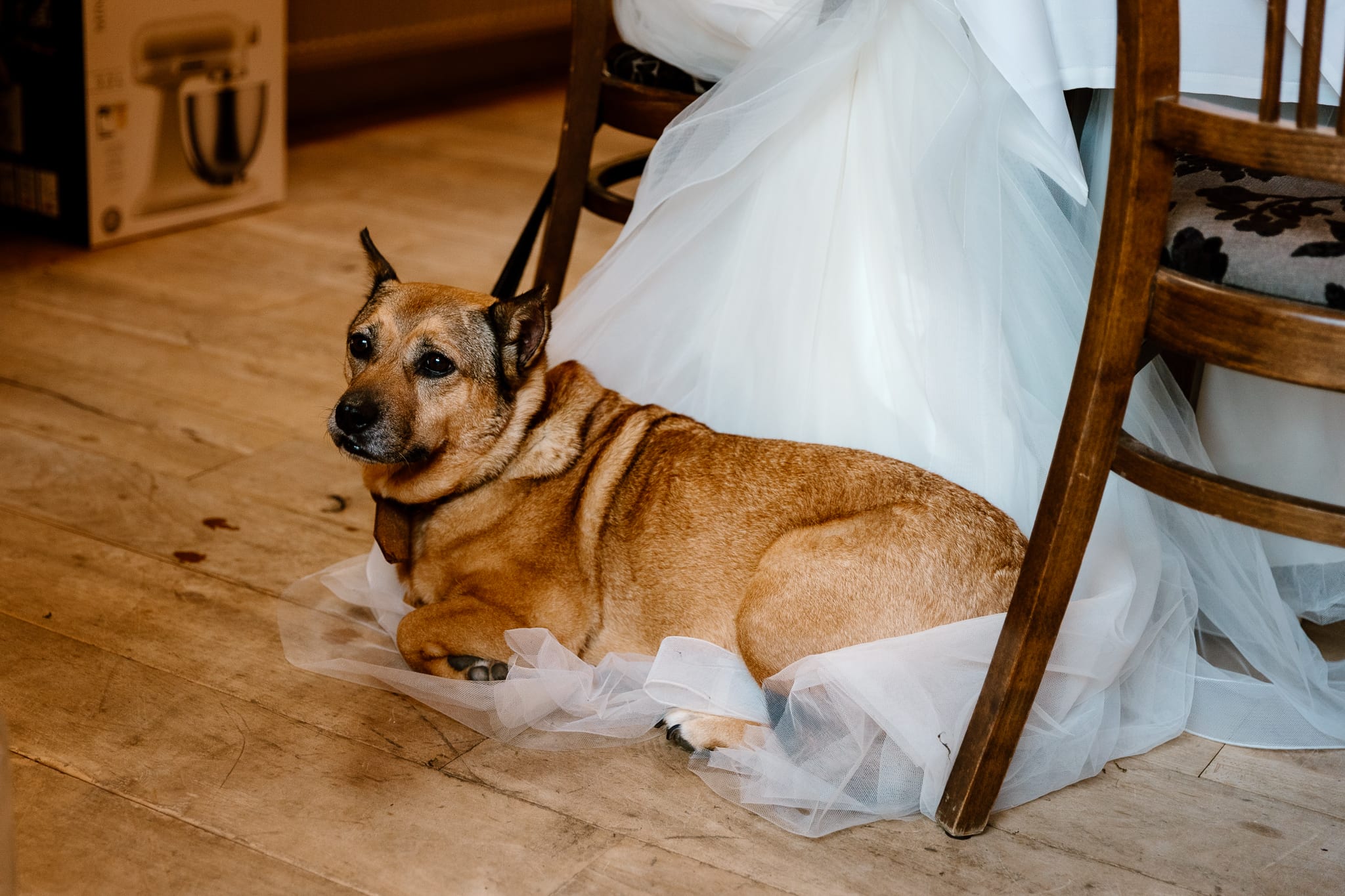 De hond van het bruidspaar ligt tijdens het eten rustig op de rok van de bruidsjurk.